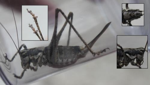 Antaxius pedestris pedestris
