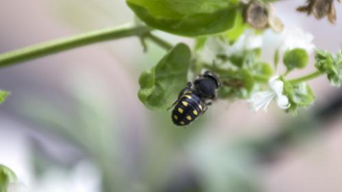 Anthidium septemspinosum