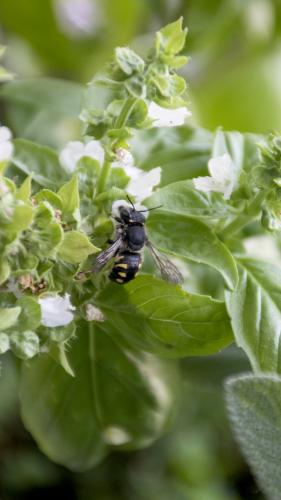 Anthidium septemspinosum