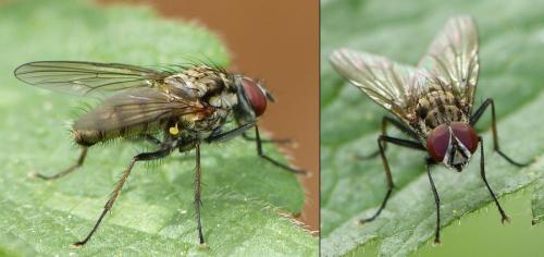 Hylemya vagans