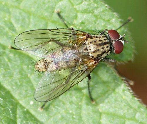 Hylemya vagans