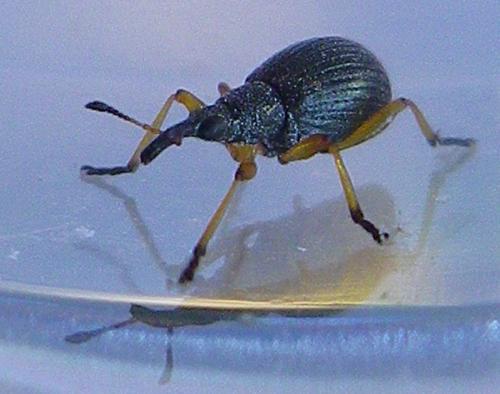 Protapion fulvipes