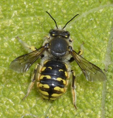 Réf. 171 179 : Anthidium manicatum