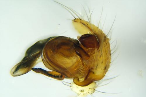 Argiope bruennichi