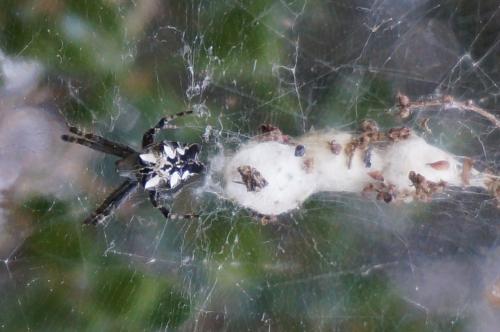 Cyrtophora citricola
