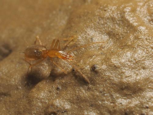 Réf. 171 892 : Aphaenops elegans