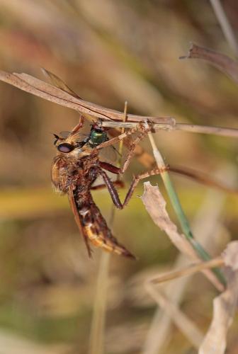 Réf. 171 319 : Asilus crabroniformis