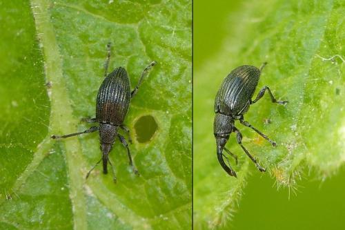 Aspidapion radiolus