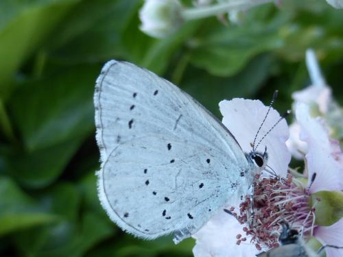 Celastrina argiolus