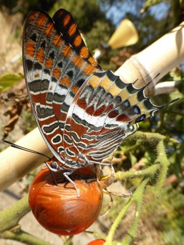 Charaxes jasius