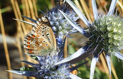 Polyommatus bellargus