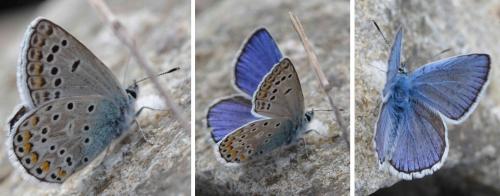 Réf. 171 317 : Polyommatus escheri