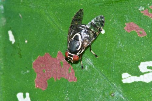 Scholastinae