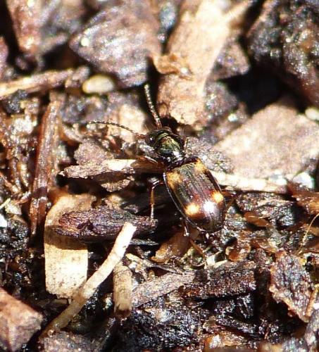 Bembidion quadrimaculatum