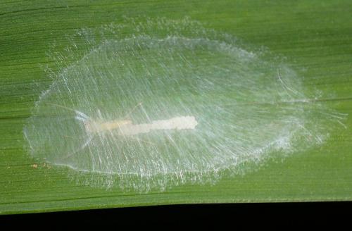 Nusatidia sp.