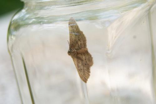 Ecleora solieraria