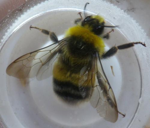 Réf. 171 270 : Bombus lucorum
