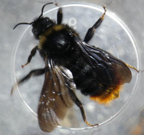 Bombus rupestris