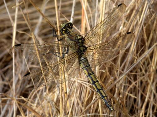 Orthetrum cancellatum