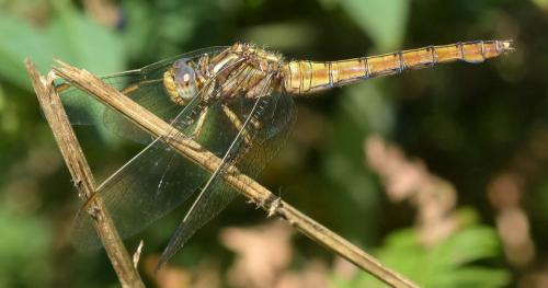Réf. 171 910 : Orthetrum coerulescens