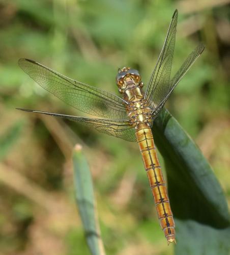 Réf. 171 911 : Orthetrum coerulescens