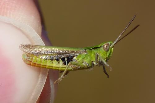Chorthippus sp.