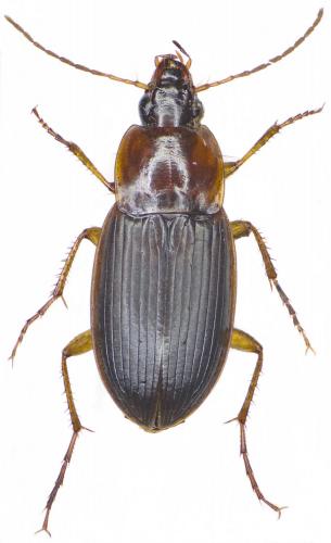 Calathus cinctus
