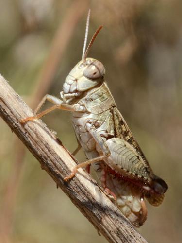 Calliptamus sp.