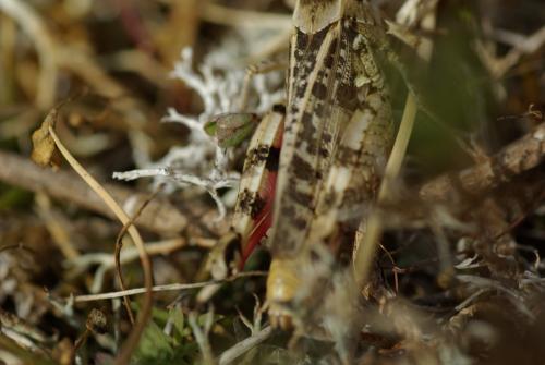 Calliptamus sp.