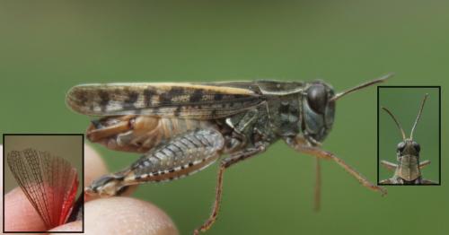 Calliptamus italicus