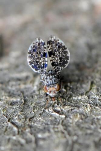 Callopistromyia annulipes