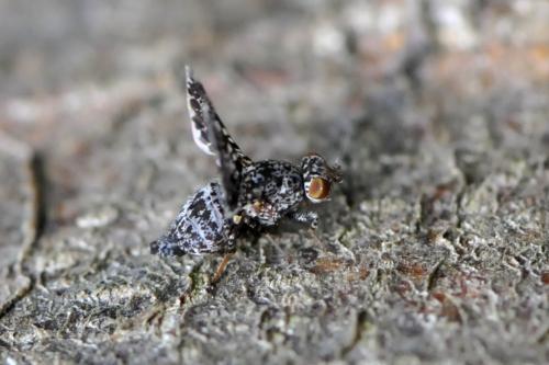 Réf. 171 465 : Callopistromyia annulipes