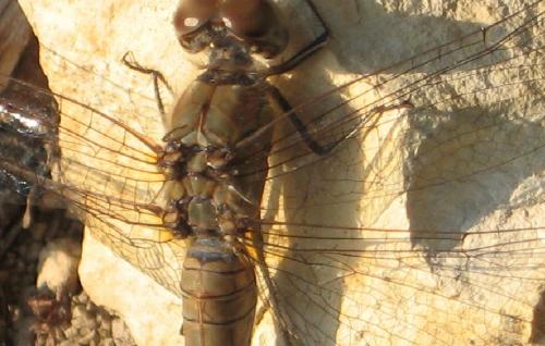 Sympetrum striolatum