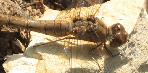 Sympetrum striolatum