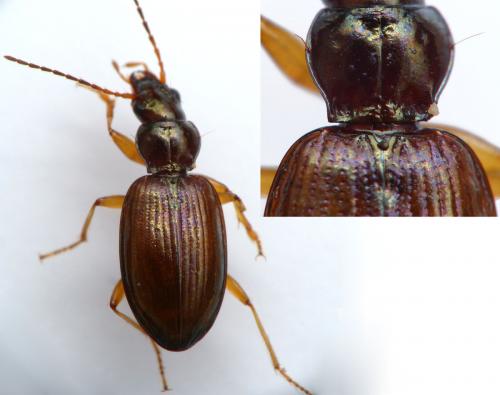 Bembidion stephensii