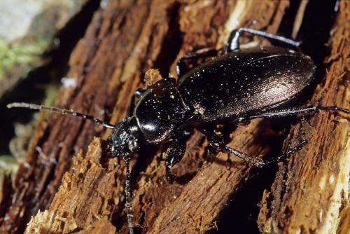 Carabus nemoralis