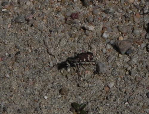 Cicindela hybrida