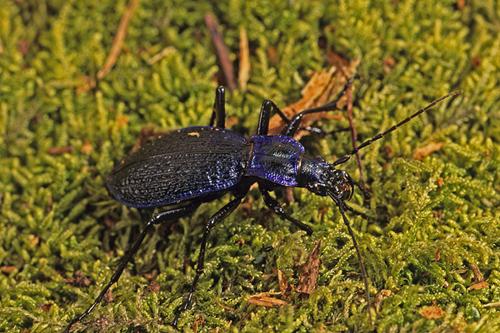 Réf. 171 403 : Carabus intricatus