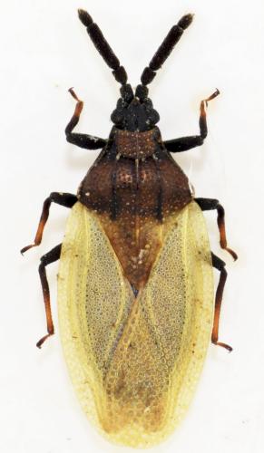 Catoplatus anticus