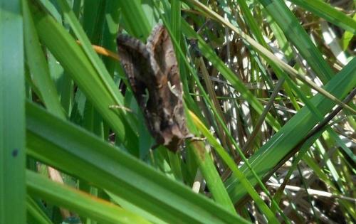 Autographa gamma