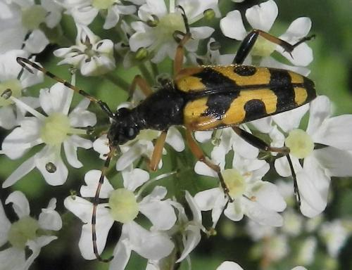 Rutpela maculata