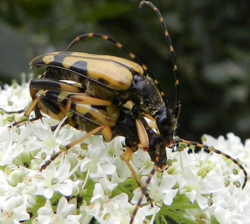Rutpela maculata