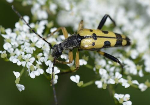 Rutpela maculata