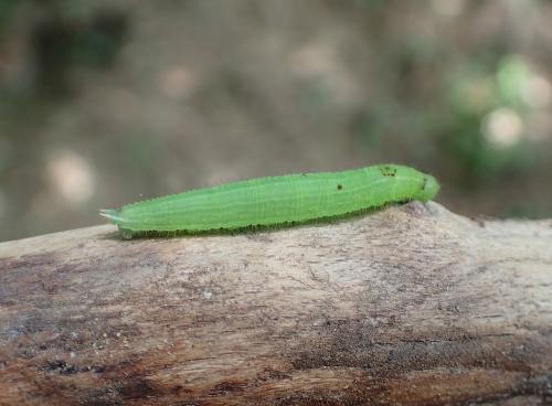 Pararge aegeria