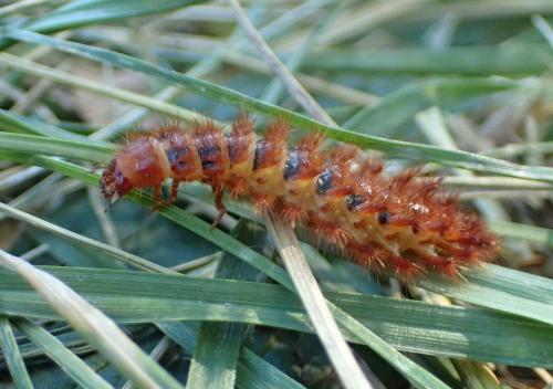 Drilus flavescens