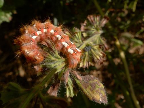 Réf. 171 582 : Acronicta rumicis