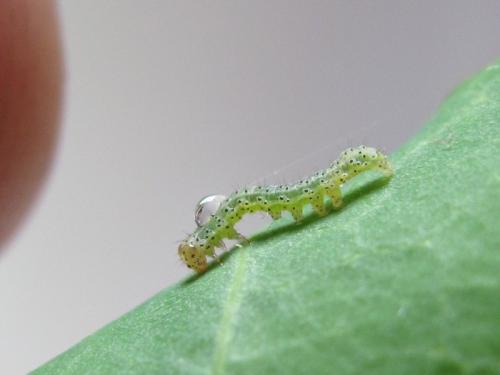 Mamestra brassicae