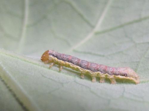 Réf. 171 338 : Mamestra brassicae
