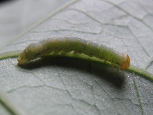 Mamestra brassicae