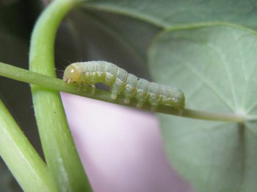 Mamestra brassicae